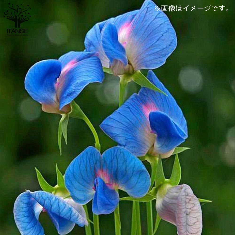 スイートピーアズレウス１０粒 スイートピー・アズレウス【花苗 3.5号ポット苗】｜ 【植物の