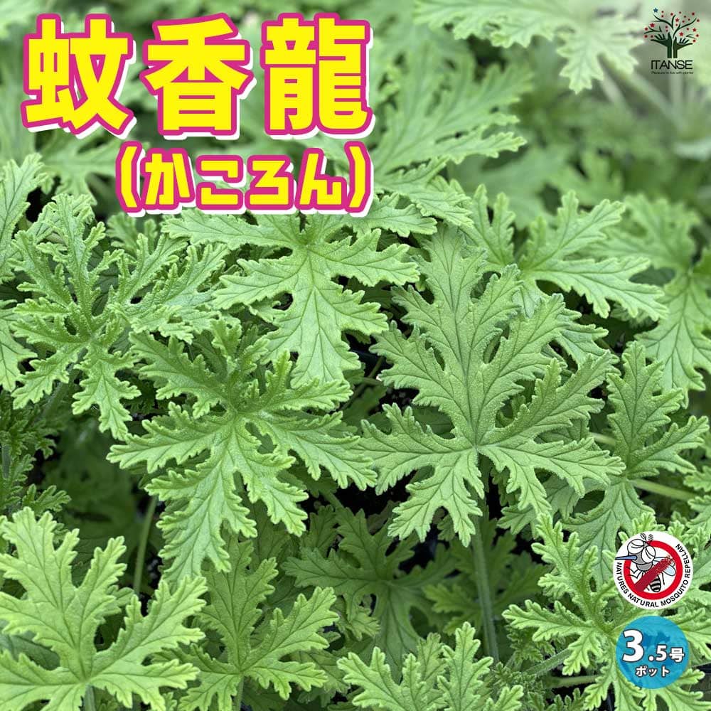 蚊香龍の苗 かころん 忌避ハーブ2個～【ハーブの苗 10.5cmポット】