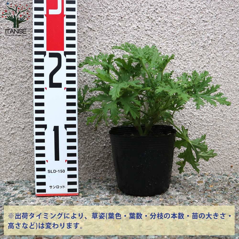 蚊香龍の苗 かころん 忌避ハーブ2個～【ハーブの苗 10.5cmポット】