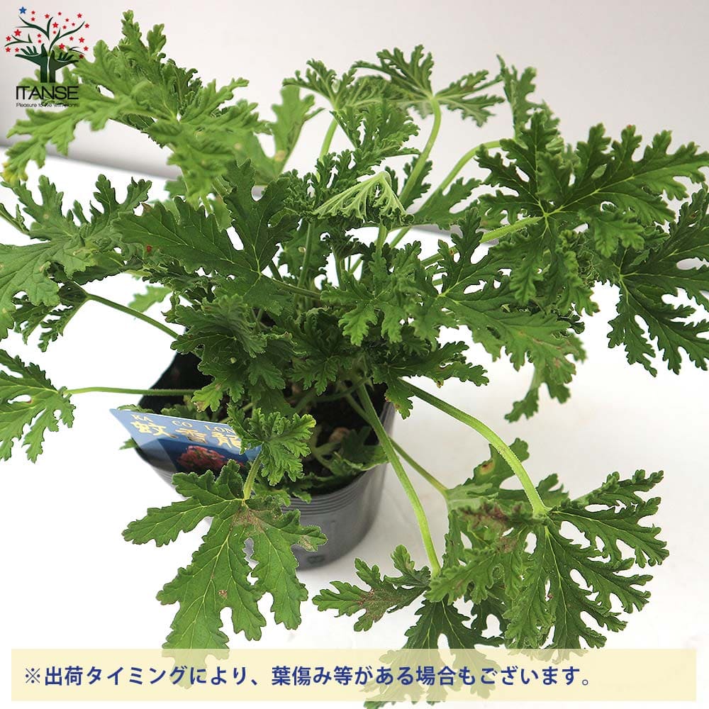 蚊香龍の苗 かころん 忌避ハーブ2個～【ハーブの苗 10.5cmポット】