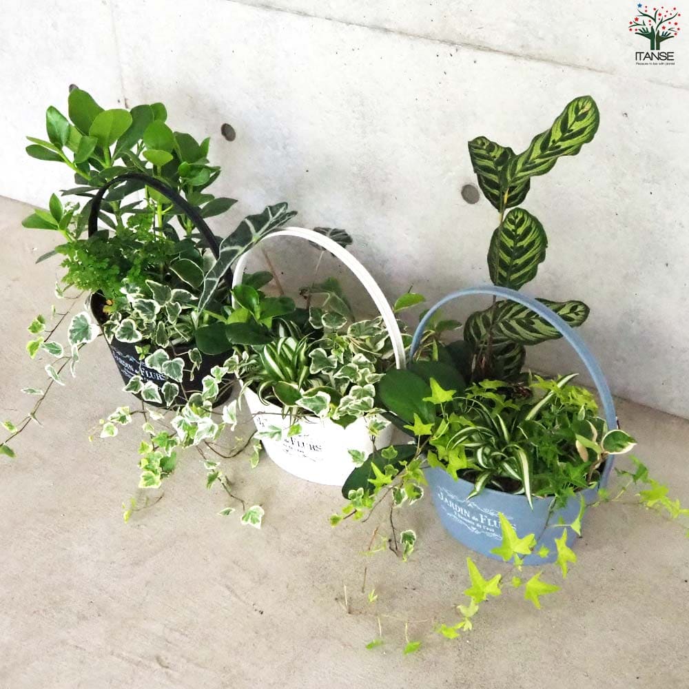 観葉植物 寄せ植え【観葉植物 7号バスケット鉢】｜ 【植物の