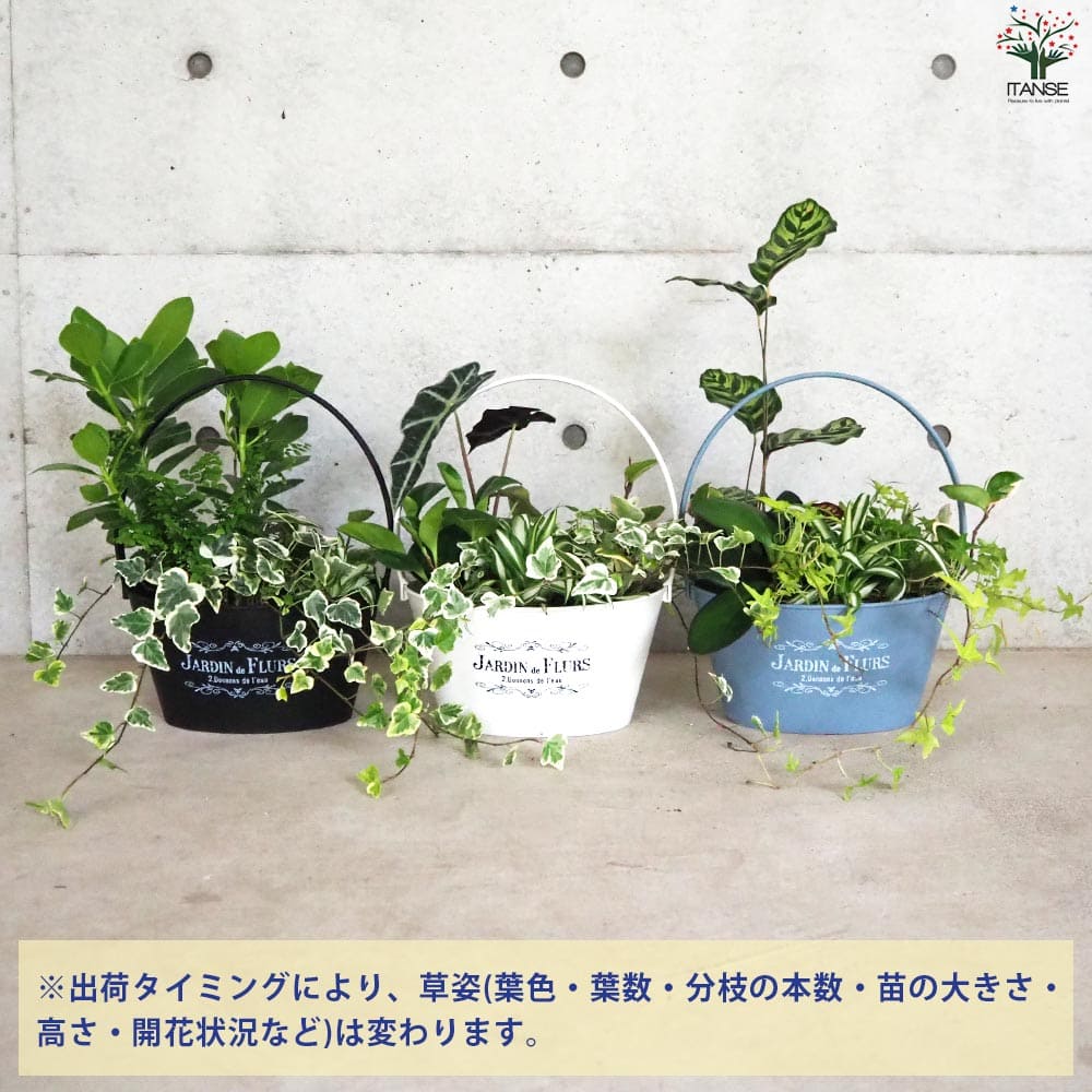 観葉植物 寄せ植え【観葉植物 7号バスケット鉢】｜ 【植物の