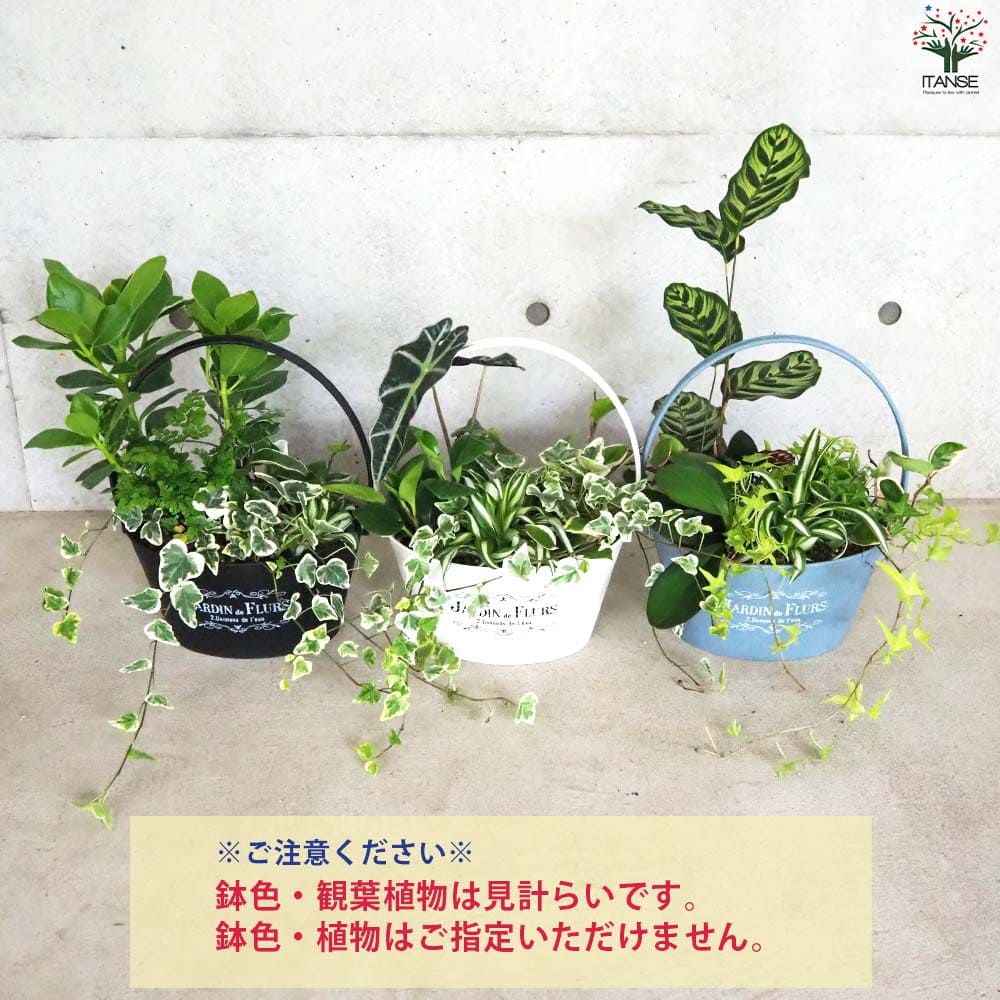 観葉植物 寄せ植え【観葉植物 7号バスケット鉢】｜ 【植物の