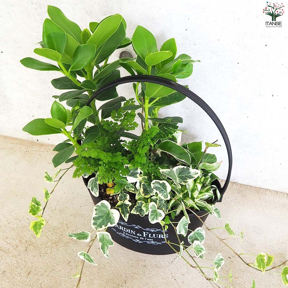 観葉植物 寄せ植え【観葉植物 7号バスケット鉢】｜ 【植物の