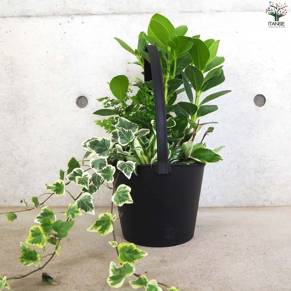 観葉植物 寄せ植え【観葉植物 7号バスケット鉢】｜ 【植物の