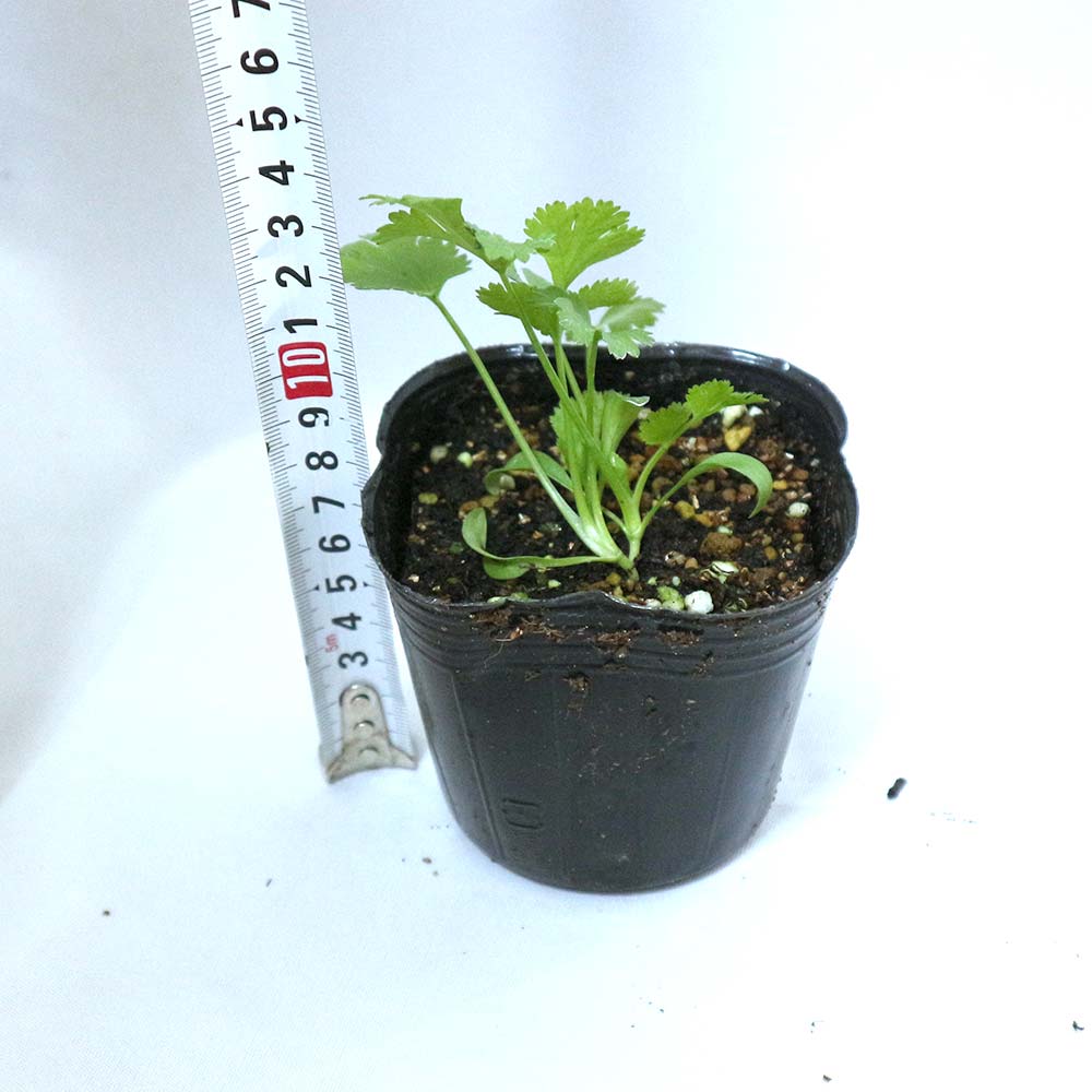 野菜栽培セット Gamp E Mmisオススメ エコポット コリアンダー パクチー ベランダ 室内 庭 春のお庭グッズ 栽培セットフレッシュ 香菜 お気に入りの 栽培セットフレッシュ