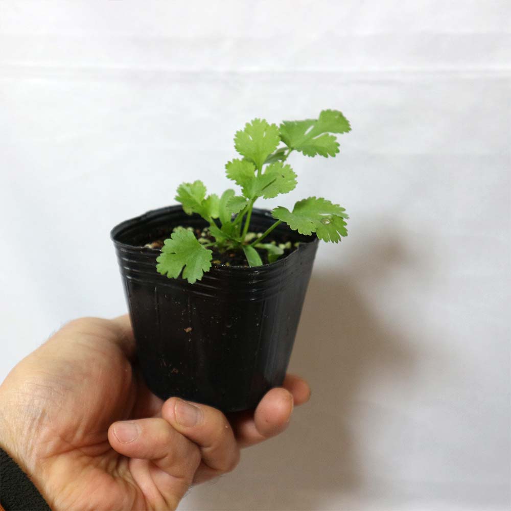 Itanse良品ｾﾚｸﾄ通販