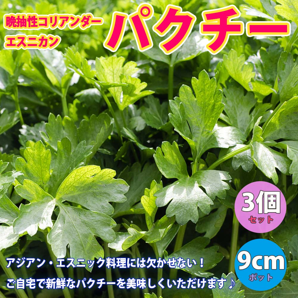 パクチーの苗(品種：晩抽性コリアンダー エスニカン)【野菜苗9cmポット／3個セット】