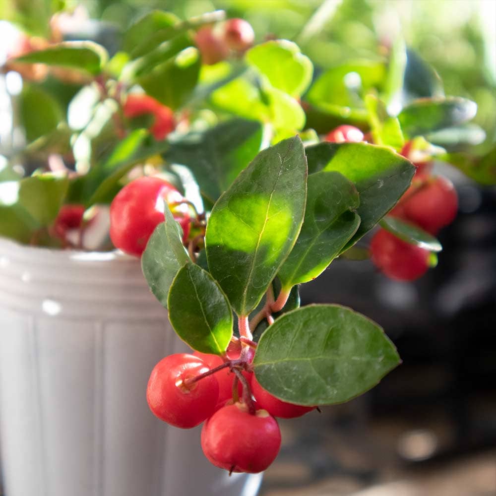 ゴーチェリア チェッカーベリー(ビックベリー)【花木苗 2.5号～3.5号