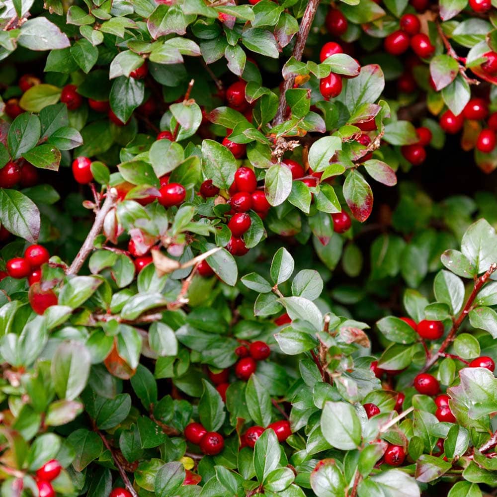 ゴーチェリア チェッカーベリー(ビックベリー)【花木苗 2.5号～3.5号