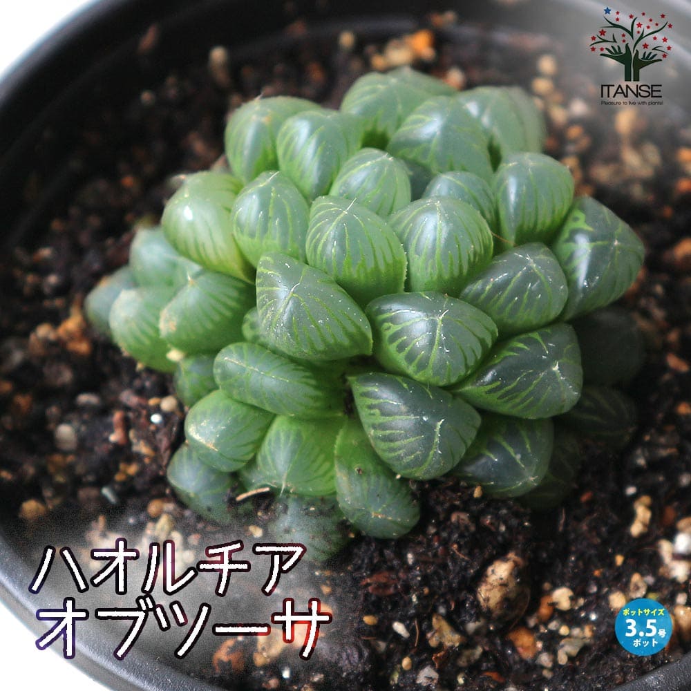 ハオルチア・オブツーサ【多肉植物 3.5号ポット】