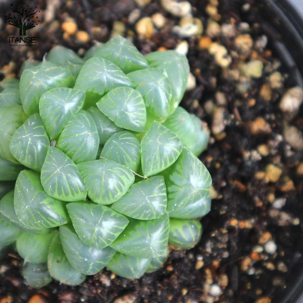 多肉植物　ハオルチア　オブツーサ 多肉植物：ハオルチア オブツーサ キャッツアイ*M 幅6cm : 遊恵