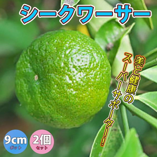 シークワーサーの苗木【果樹苗 9cmポット挿し木苗／2個セット