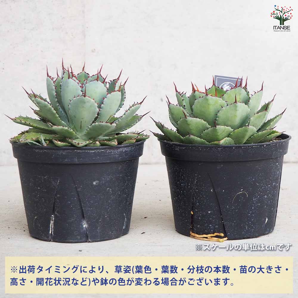 ☆特価☆アガベ吉翔冠錦4株