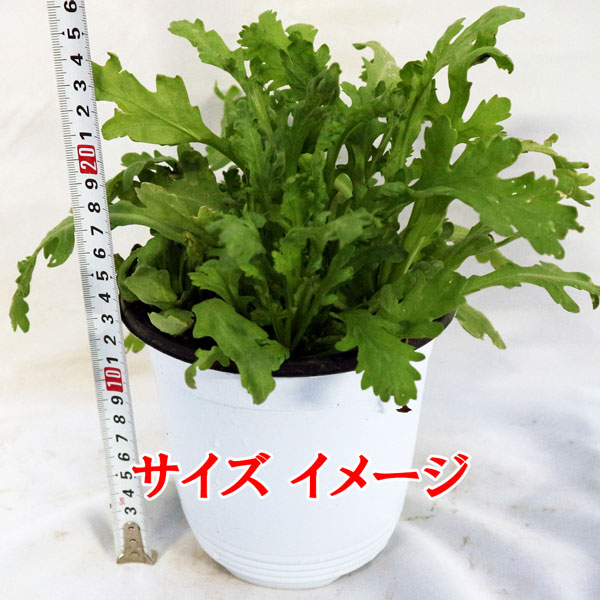 「”サラダ用春菊の大苗”繰り返し何回も収穫可能!! 15cm鉢大苗 肥料付き”これだけでOKシリーズ”」このまま室内窓辺や戸外で育てるシリーズ【野菜苗15cm硬質ポット大苗 1個売り】