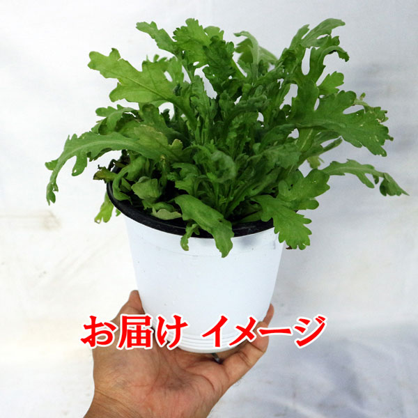 「”サラダ用春菊の大苗”繰り返し何回も収穫可能!! 15cm鉢大苗 肥料付き”これだけでOKシリーズ”」このまま室内窓辺や戸外で育てるシリーズ【野菜苗15cm硬質ポット大苗 1個売り】
