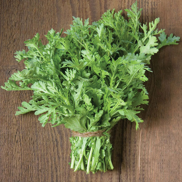 「”サラダ用春菊の大苗”繰り返し何回も収穫可能!! 15cm鉢大苗 肥料付き”これだけでOKシリーズ”」このまま室内窓辺や戸外で育てるシリーズ【野菜苗15cm硬質ポット大苗 1個売り】