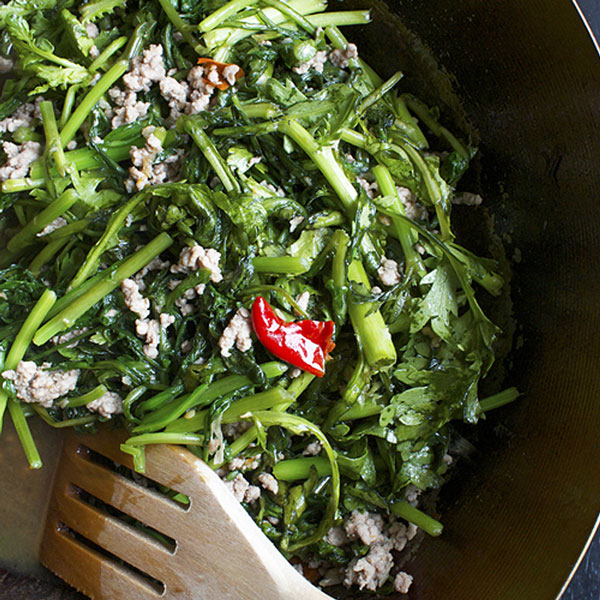 「”サラダ用春菊の大苗”繰り返し何回も収穫可能!! 15cm鉢大苗 肥料付き”これだけでOKシリーズ”」このまま室内窓辺や戸外で育てるシリーズ【野菜苗15cm硬質ポット大苗 1個売り】