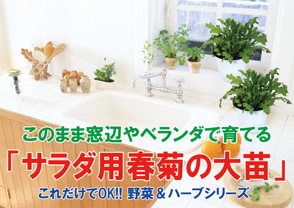 「”サラダ用春菊の大苗”繰り返し何回も収穫可能!! 15cm鉢大苗 肥料付き”これだけでOKシリーズ”」このまま室内窓辺や戸外で育てるシリーズ【野菜苗15cm硬質ポット大苗 1個売り】