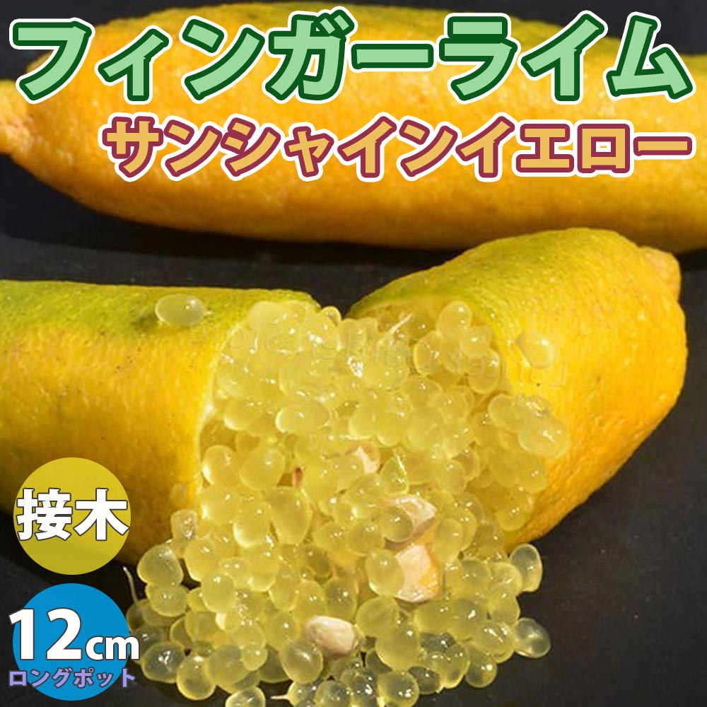 フィンガーライム サンシャインイエローの大苗(品種物 数量限定)【果樹苗/12cmロングポット接木苗/1個】