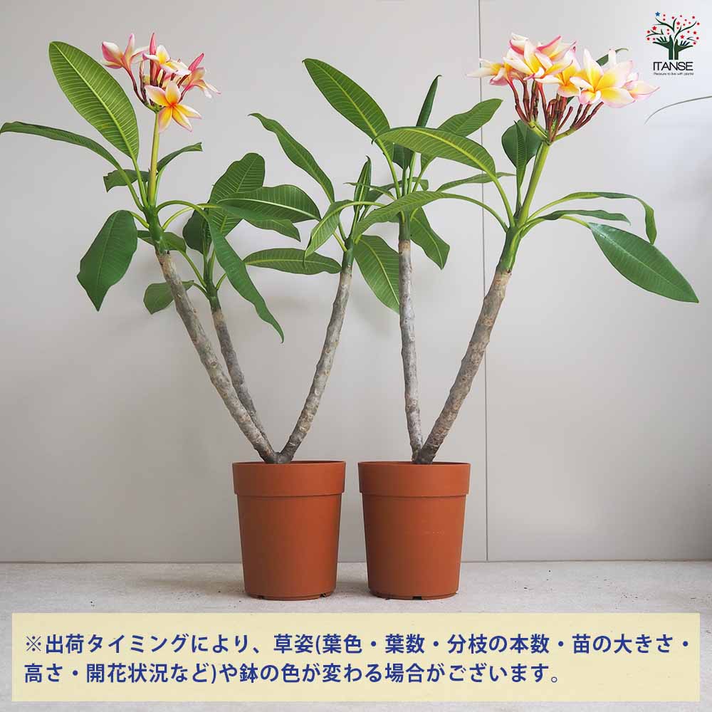 プルメリア苗木　プルメリア　5鉢　5号鉢 プルメリア苗木 ザナドゥ 【花木苗 5号鉢／1個売り】｜ 【植物の