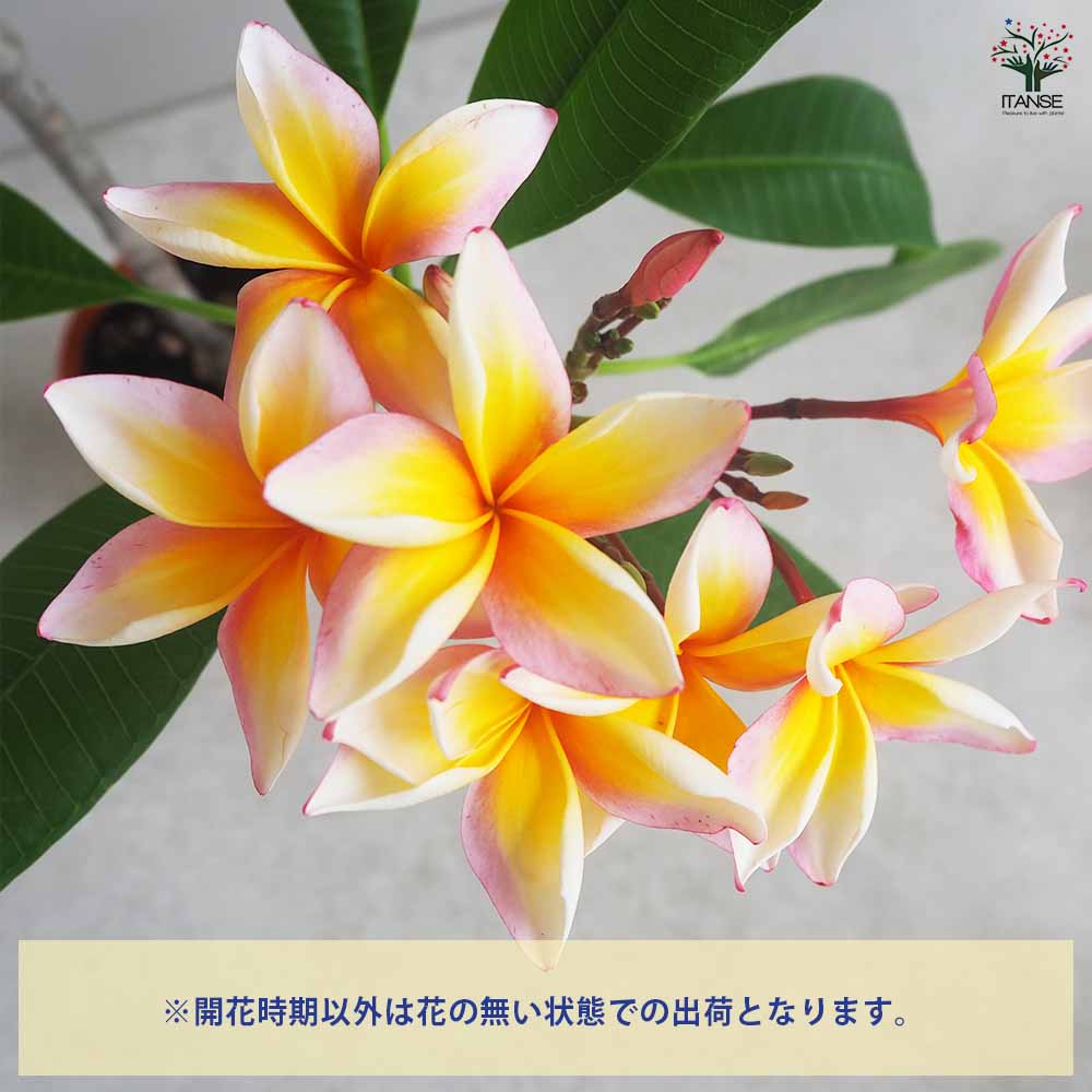 プルメリア苗木 ザナドゥ 【花木苗 5号鉢／1個売り】｜ 【植物の