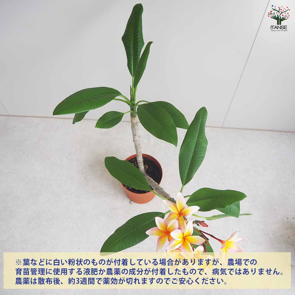 プルメリア苗木 ザナドゥ 【花木苗 5号鉢／1個売り】｜ 【植物の