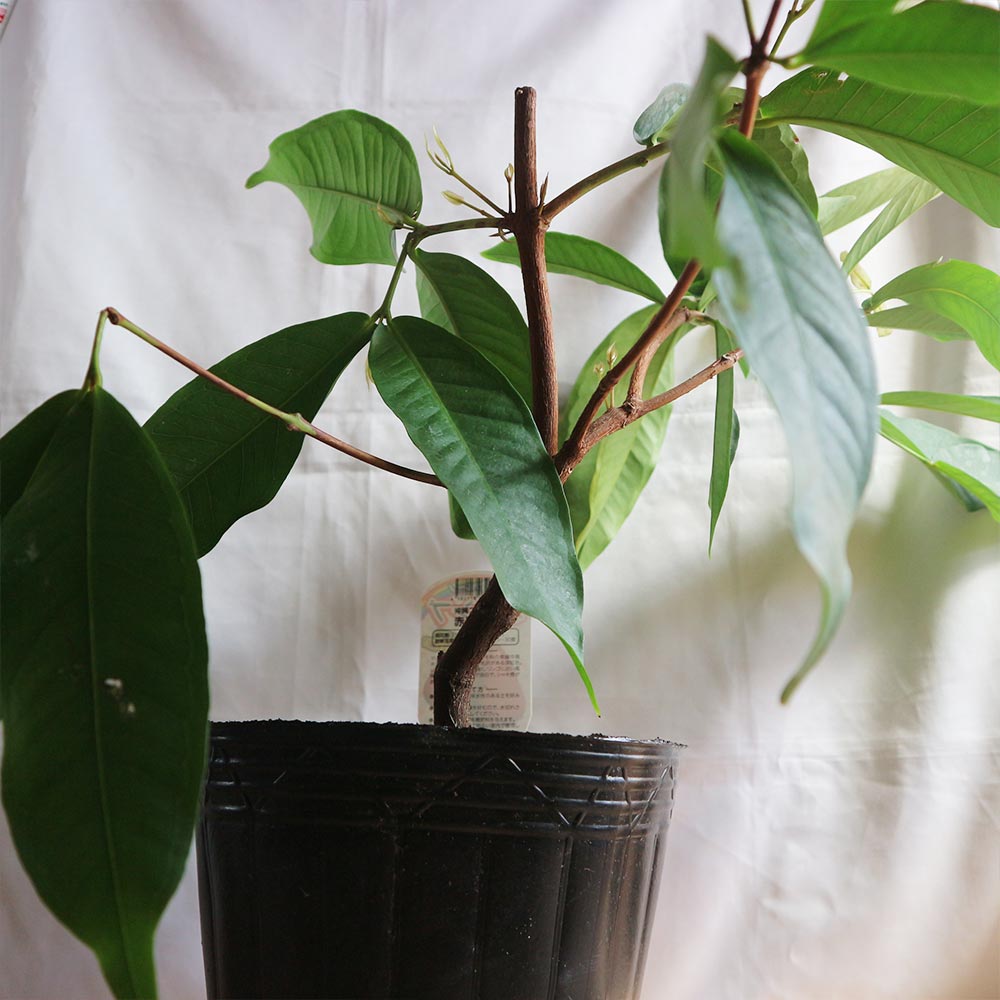 ピンク　レンブ　苗 000000039030-02-l.jpg?t=