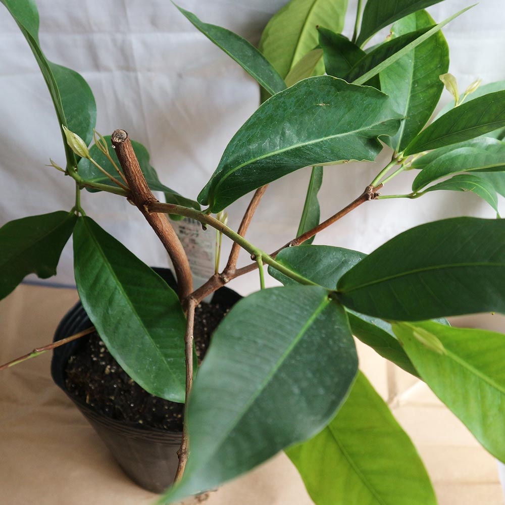 赤レンブの苗木【果樹苗 2年生実生苗 21cmポット／1個