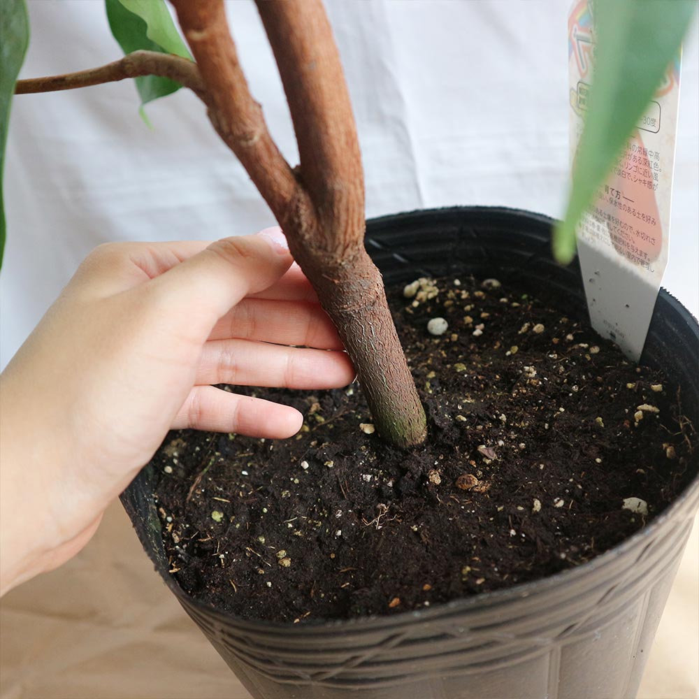 赤レンブの苗木【果樹苗／21cmポット実生苗／1個】｜ 【植物の