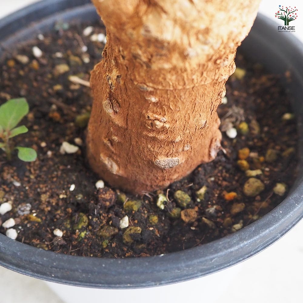 バオバブ バオバブ セネガル産 Lサイズ 【観葉植物 Lサイズポット／1個