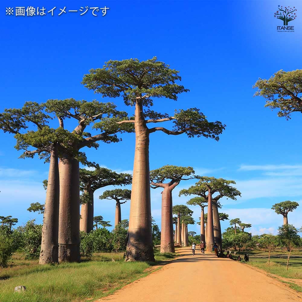バオバブ セネガル産 Lサイズ 【観葉植物 Lサイズポット／1個売り
