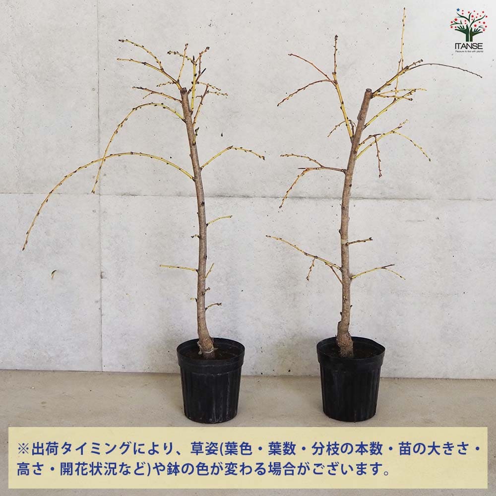 花桃 枝垂れ花桃 源平 【花木苗 6号鉢／1個売り】｜ 【植物の