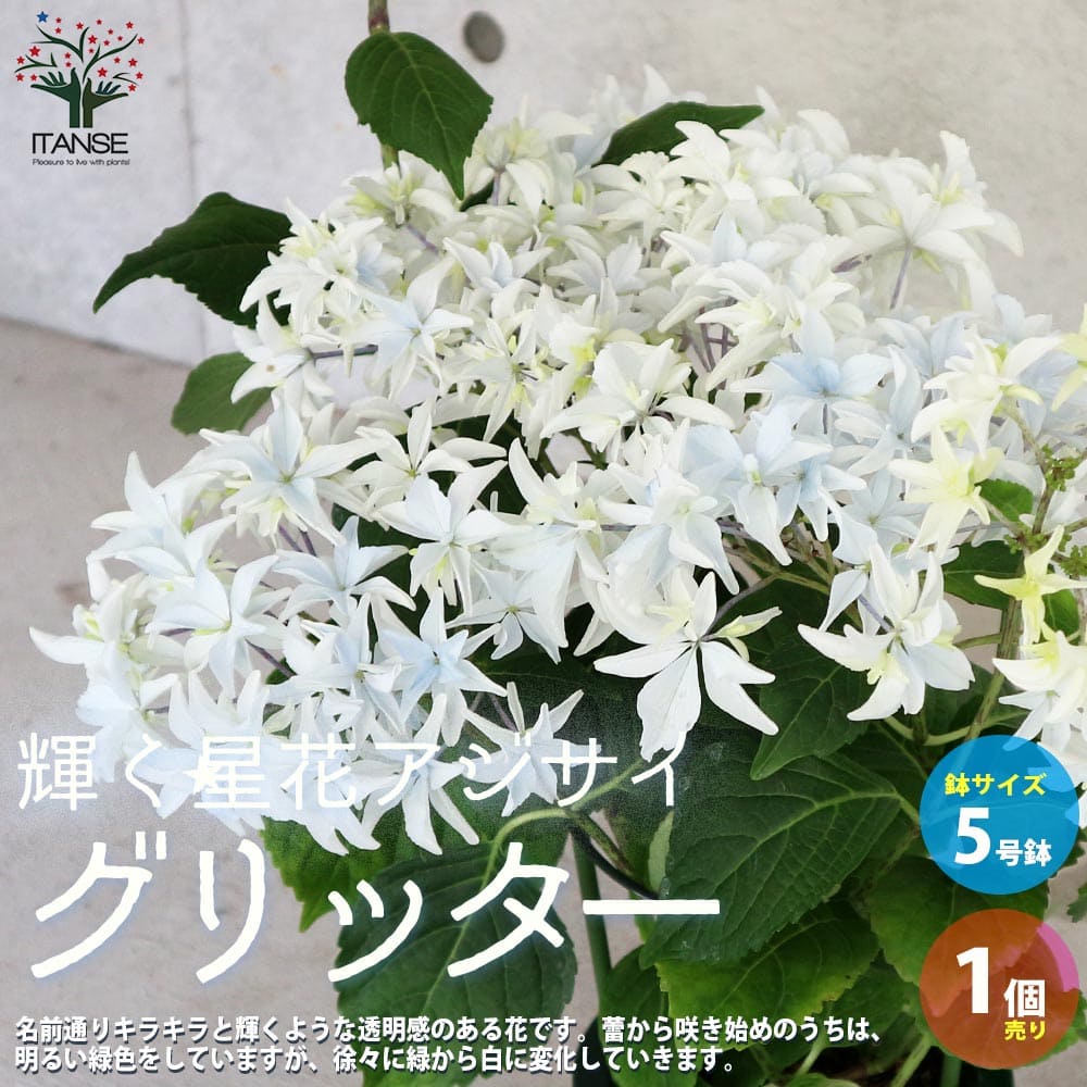 秀様 リクエスト 2点 まとめ商品　紫陽花　アジサイ　グリッター 国華園オンラインショップ / 花木苗 アジサイ グリッター