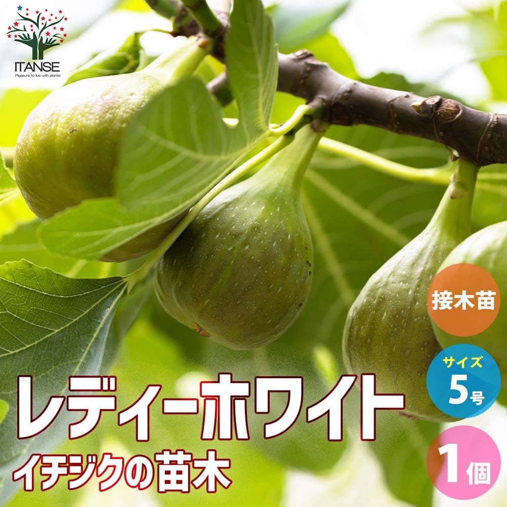 イチジク レディーホワイト 接木 【果樹の苗木 5号鉢／1個売り】
