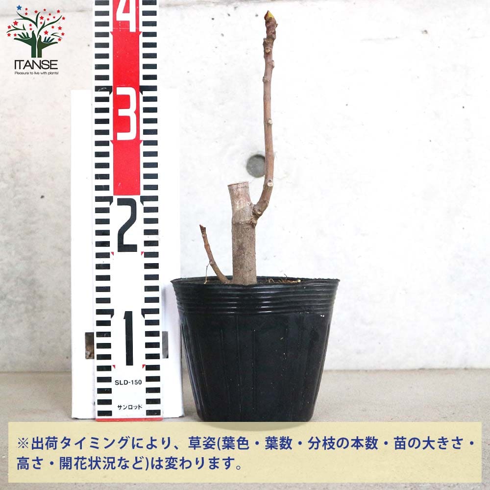 イチジク レディーホワイト 接木 【果樹の苗木 5号鉢／1個売り