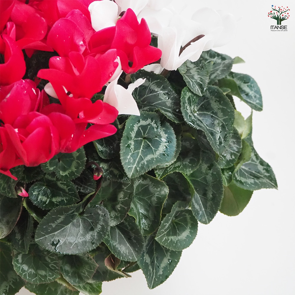 シクラメン 紅白寄せ植え 【花苗 開花株 6号大鉢／1個売り】