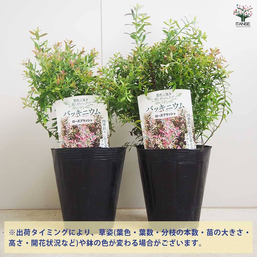 バッキニウム ローズブラッシュ 【花木苗 4.5号／1個売り】｜ 【植物の