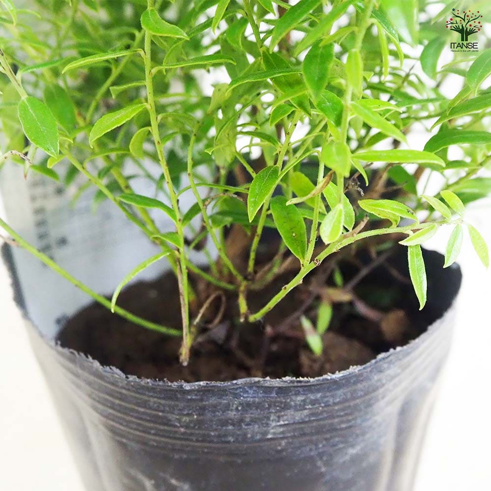 バッキニウム ローズブラッシュ 【花木苗 4.5号／1個売り】｜ 【植物の