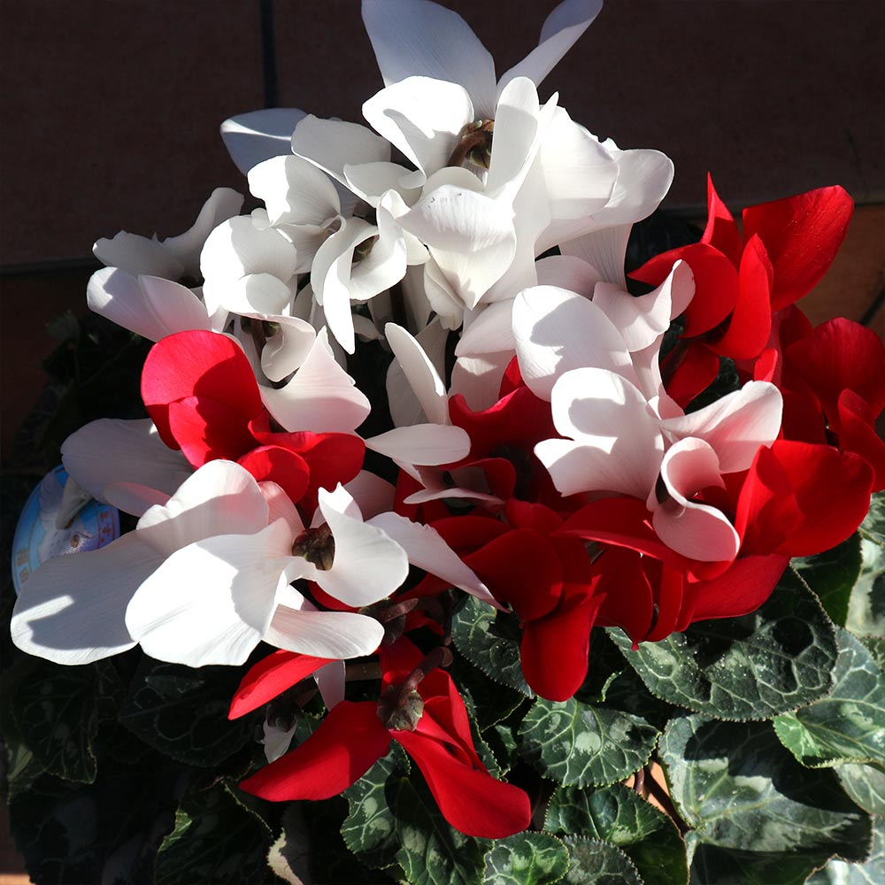 Itanse良品セレクト通販 Itanse良品セレクト通販