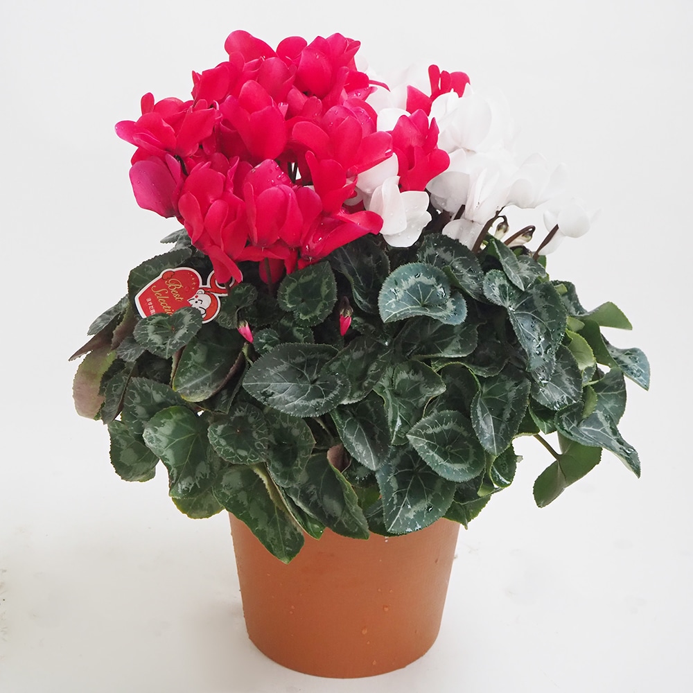 深見東州 「紅白のシクラメン」 25/500 絵画 深見東州 紅白のシクラメン 深見東州 絵画