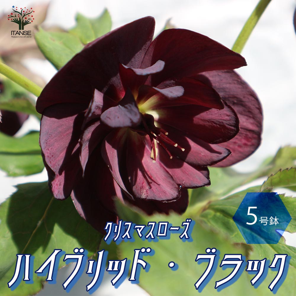 ハイブリッド・ブラックダブル咲き クリスマスローズ【花苗 5号ポット苗 実生苗／1個売り】