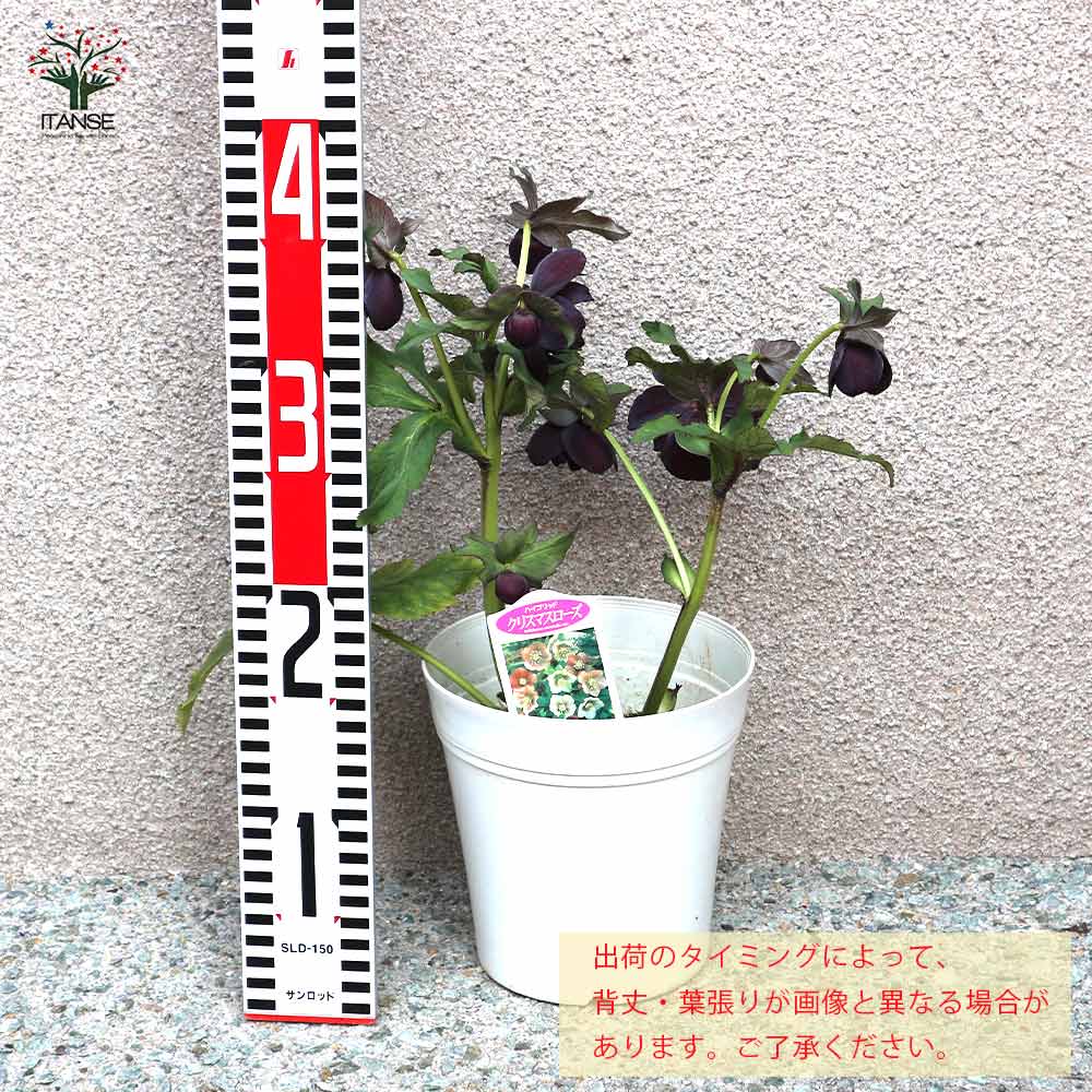 ハイブリッド・ブラックダブル咲き クリスマスローズ【花苗 5号ポット苗 実生苗／1個売り】