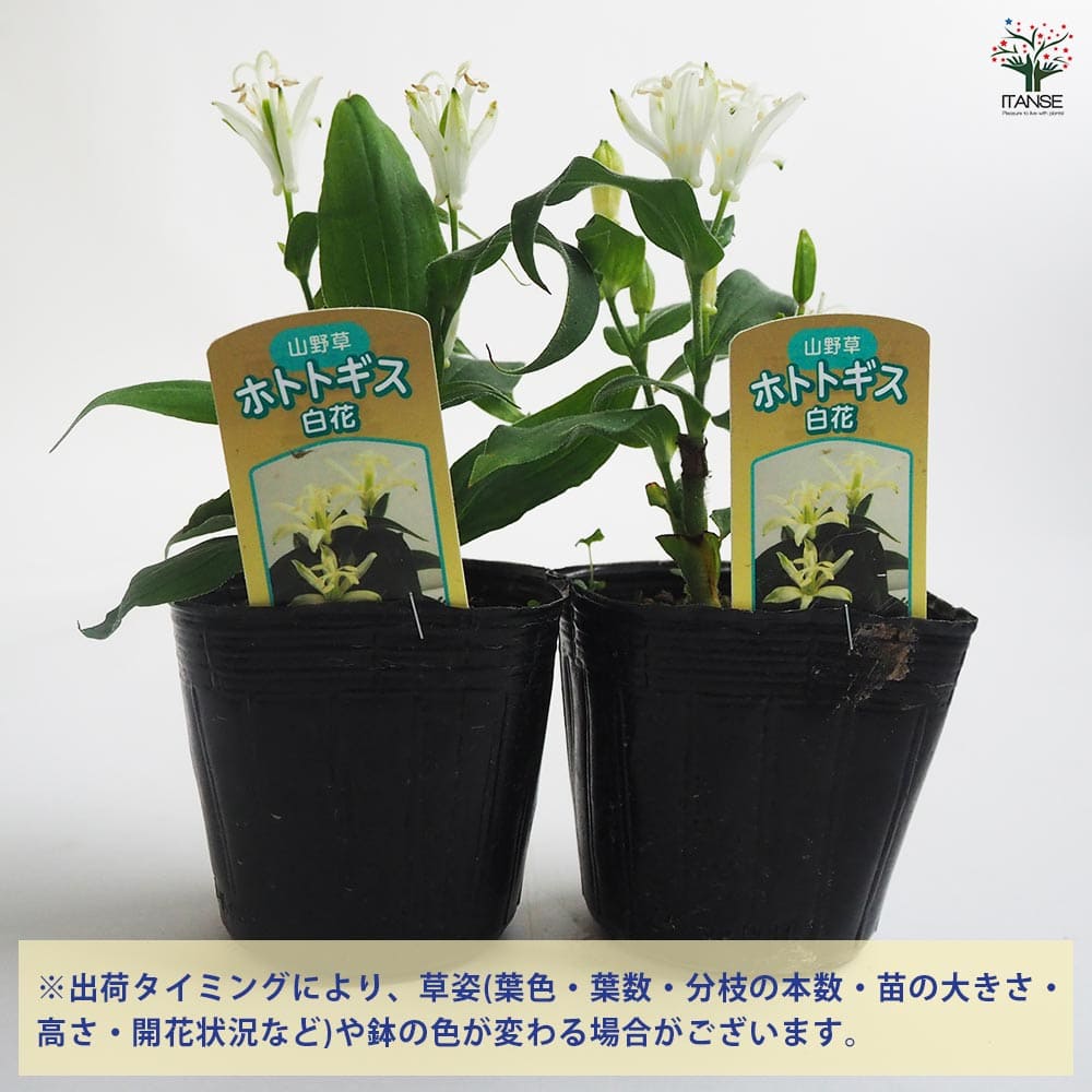 ホトトギス 白花 【花苗 3号】｜ 【植物のITANSE】全品送料無料
