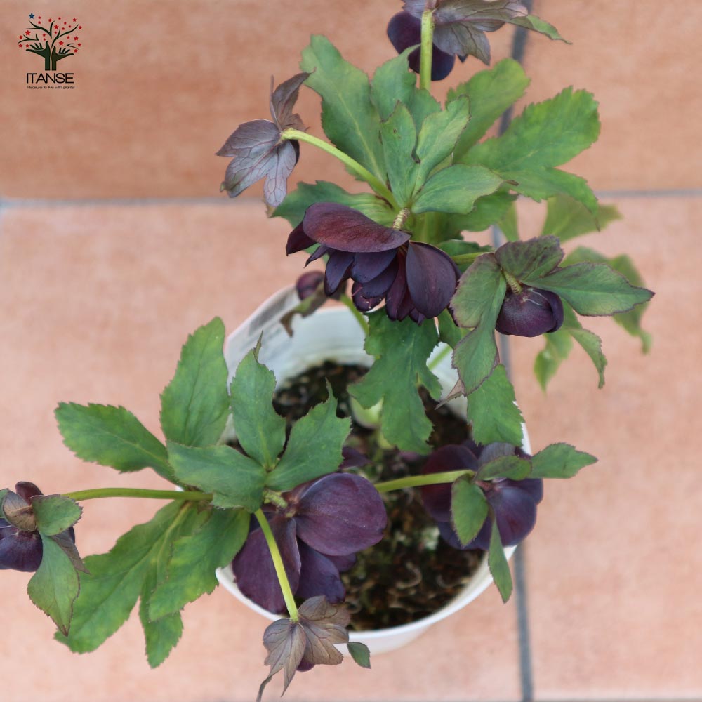 ハイブリッド・ブラックダブル咲き クリスマスローズ【花苗 5号ポット苗 実生苗／1個売り】