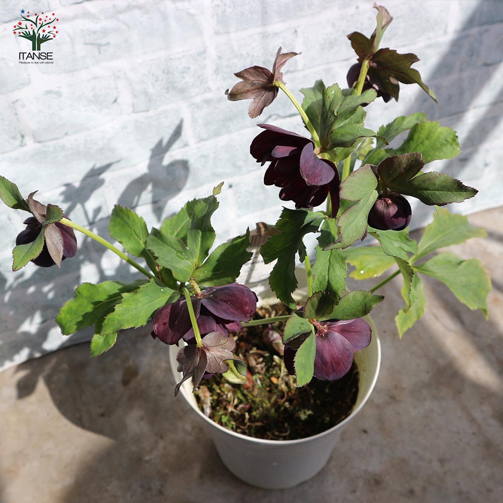 ハイブリッド・ブラックダブル咲き クリスマスローズ【花苗 5号ポット苗 実生苗／1個売り】