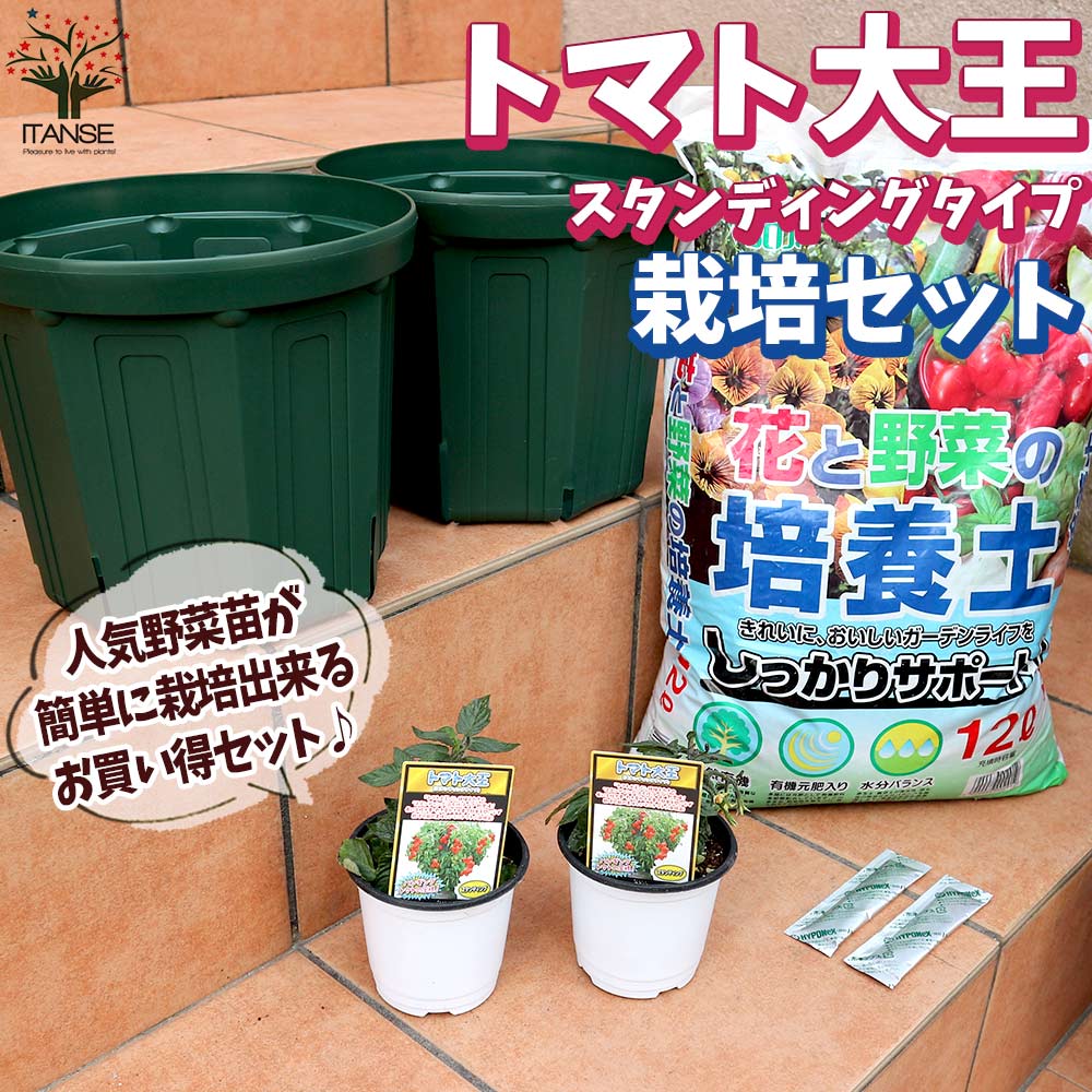 栽培セット トマト大王 スタンディングタイプ2個【野菜の苗 9cm~10.5cmポット苗 実生苗/お買い得2個セット】