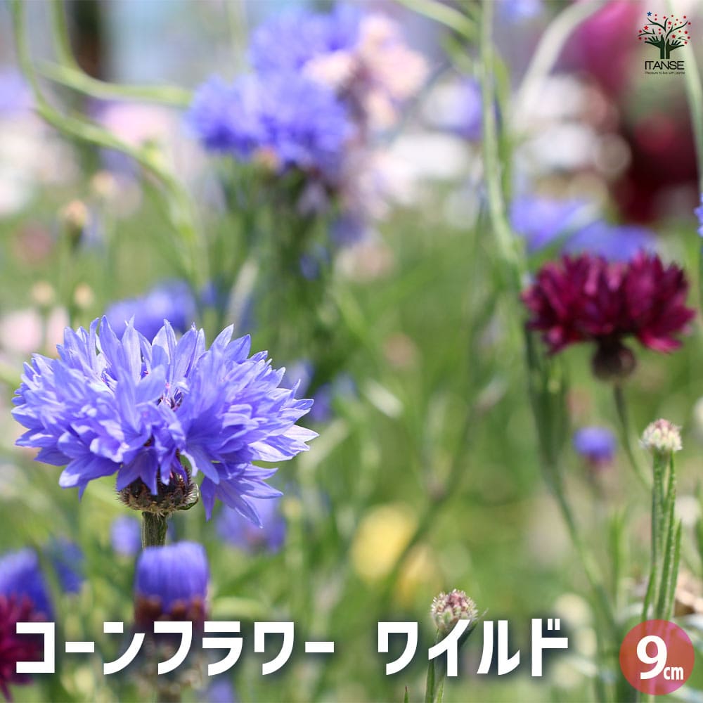 コーンフラワー ワイルド 【ハーブの苗 9cmポット】