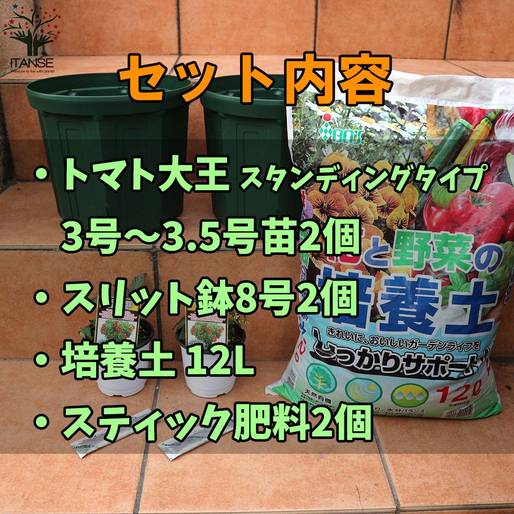 栽培セット トマト大王 スタンディングタイプ2個【野菜の苗 9cm~10.5cmポット苗 実生苗/お買い得2個セット】