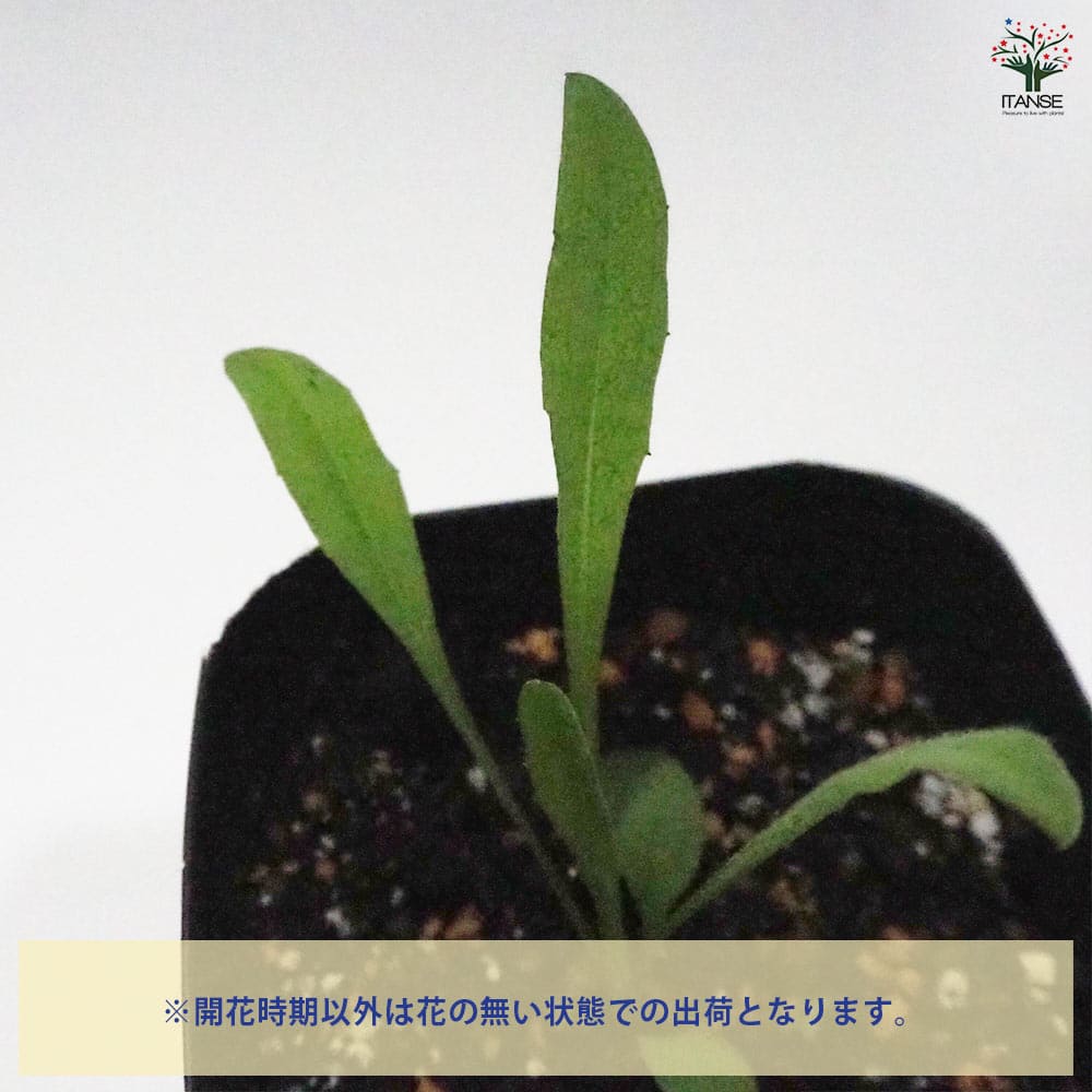 コーンフラワー ワイルド 【ハーブの苗 9cmポット】